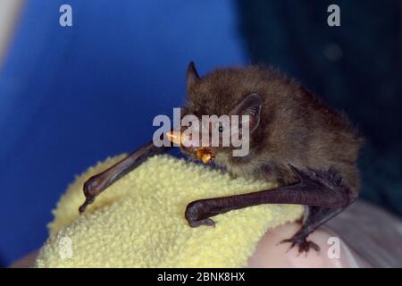 Gerettet verlassenen Sopran pipistrelle Fledermaus Welpen (Pipistrellus pygmaeus) Essen eine Mehelwurm, North Devon bat Care, Barnstaple, Devon, Großbritannien, August. Modell RE Stockfoto