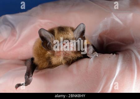 Gerettet verlassenen Sopran pipistrelle Fledermaus Welpen (Pipistrellus pygmaeus) in der Hand gehalten, North Devon bat Care, Barnstaple, Devon, Großbritannien, August. Modellfreigabe Stockfoto