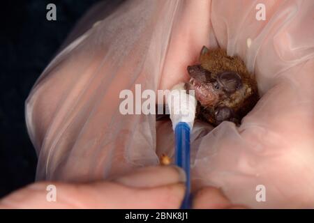 Gerettet verlassenen Sopran pipistrelle Fledermaus Welpen (Pipistrellus pygmaeus) mit seinem Fell gereinigt und getrocknet nach der Fütterung, North Devon bat Care, Barnstaple Stockfoto