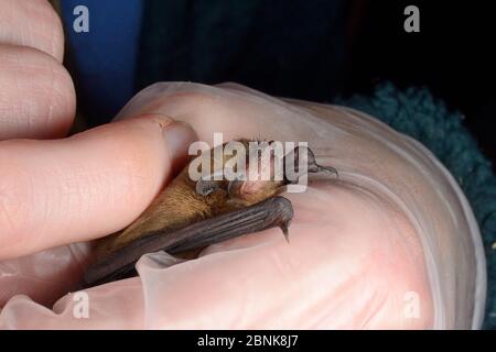 Samanatha Pickering Halten und Streicheln gerettet verlassenen Sopran pipistrelle Fledermaus Welpen (Pipistrellus pygmaeus) in der Hand gehalten, North Devon bat Care, Bar Stockfoto