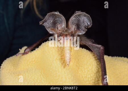 Gerettete, verlassene braune langohrige Fledermaus-Welpen (Plecotus auritus), die einen Wachswurm essen, North Devon bat Care, Barnstaple, Devon, Großbritannien, August. Stockfoto