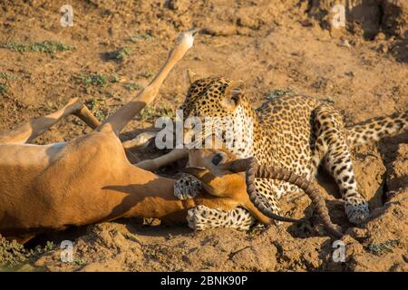 Leopard (Panthera pardus) Weibchen erstickt einen männlichen Impala (Aepyceros melampus), nachdem er ihn in einer Rinne überliegt hat. South Luangwa National Park, Sambia. Stockfoto