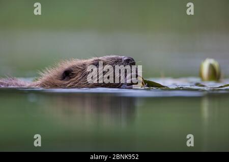 Europäischer Biber (Rizinusfaser), der Lilienwurzeln isst. Knapdale, Argyll and Bute, Schottland, Großbritannien, Juli. Stockfoto