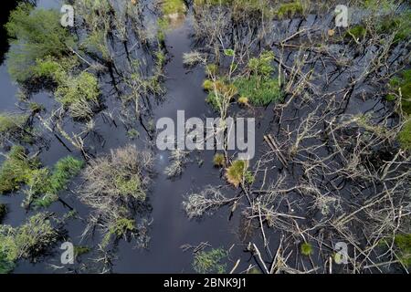 Luftaufnahme mit Blick auf Feuchtgebiete, die von europäischen Bibern (Castor Fiber) in Dubh Loch als Teil des Scottish Beaver Trial, Knapdale Forest, geschaffen wurden. Stockfoto