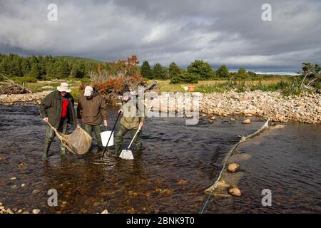 Spey Fishery Board Biologen Elektrofischen auf dem Fluss Dulnain zu Atlantic Lachs (Salmo Salar) zu vermessung braten und parr, Cairngorms National Park, Scot Stockfoto