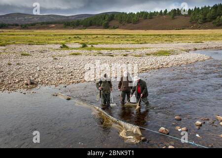 Spey Fishery Board Biologen Elektrofischen auf dem Fluss Dulnain zu Atlantic Lachs (Salmo Salar) zu vermessung braten und parr, Cairngorms National Park, Scot Stockfoto