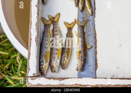 Atlantischer Lachs (Salmo Salar) parr, vorübergehend betäubt, bevor Messungen durchgeführt werden, Cairngorms National Park, Schottland, Großbritannien, September 2015. Stockfoto