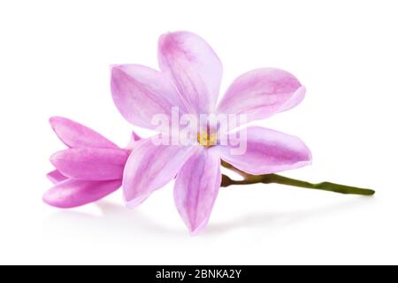 Fliederblätter auf weißem Hintergrund isoliert. Makro-Foto von Frühlingsblumen Stockfoto