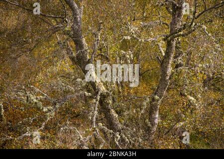 Silberbirke (Betula pendula) mit Flechten bedeckt, Cairngorms National Park, Schottland, Großbritannien, Oktober 2014. Stockfoto