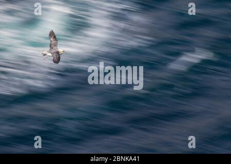 Nördlicher Eissturmvogel (Fulmarus glacialis), der über stürmische Meere gleitet, Orkney, Schottland, Großbritannien, Mai. Stockfoto