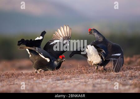 Zwei Rüden aus dem Schwarzhuhn (Tetrao tetrix), die bei Sonnenaufgang auf einem Lek-Platz im Cairngorms National Park, Schottland, Großbritannien, April, aufführen. Stockfoto