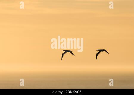 Nördliche Ganets (Morus bassanus) zwei Silhouetten im Flug bei Sonnenaufgang, Shetland, Schottland, Großbritannien, Juni. Stockfoto