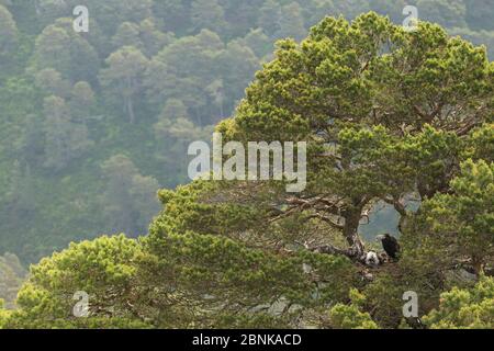 Golden Eagle (Aquila Chrysaetos) zwei Küken in Pine Tree nest Website, Schottland Stockfoto