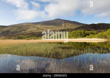 Gemischte Lebensraum des Loch, Schilfrohr, Wälder, Heideland und Berg (Schiehallion) in Perthsire, Schottland, UK, Mai. Stockfoto