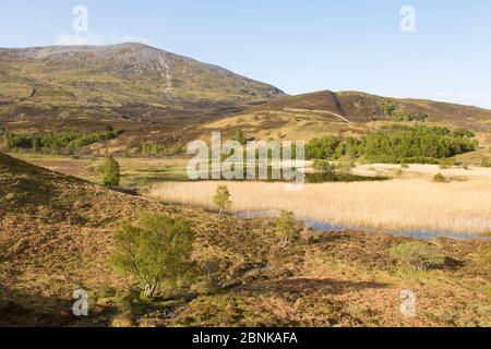 Gemischte Lebensraum des Loch, Schilfrohr, Wälder, Heideland und Berg (Schiehallion) in Perthsire, Schottland, UK, Mai. Stockfoto