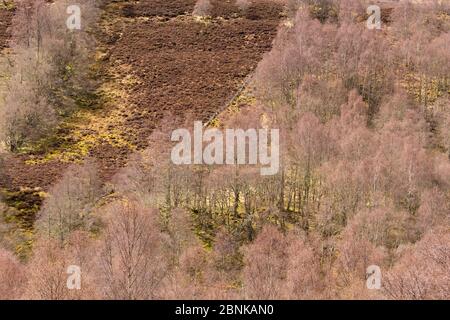 Silberbirke (Betula pendula) Bäume im späten Winter wachsen am Rande der Heidemoor auf Hochland Anwesen, Schottland, Großbritannien, April. Stockfoto