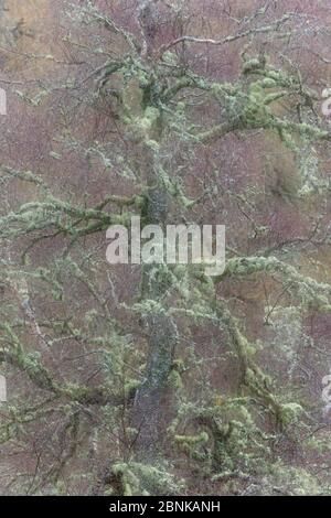 Abstrakter Eindruck von Slater Birke im späten Winter, Schottland, Großbritannien. April. Stockfoto