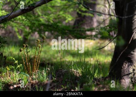 Farnsprossen im Wald, Frühling. Schottland Stockfoto