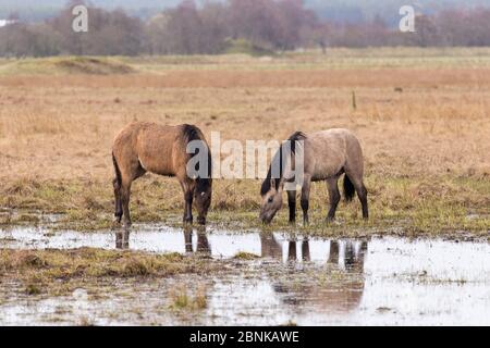 Highland Ponys wurden als Teil des Managementplans in Strathspey, Schottland, April, verwendet, um Feuchtgebiete zu weiden. Stockfoto