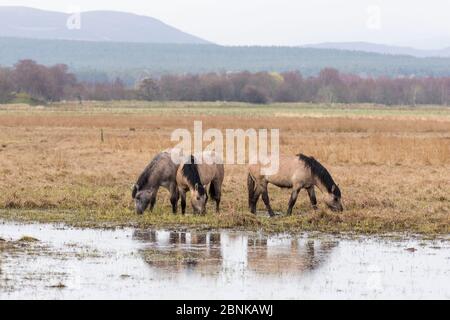 Highland Ponys verwendet, um Feuchtgebiete Lebensraum als Teil der Management-Plan weiden, Strathspey, Schottland April. Stockfoto