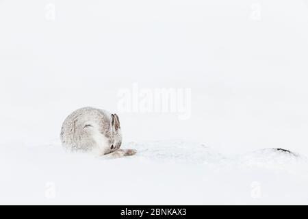 Berghase (Lepus timidus) beim Pflegen im weißen Winterpelage im Schnee, Schottland, Großbritannien. Stockfoto