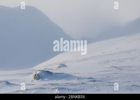 Berghase (Lepus timidus) in weißem Wintermantel, der vor Wind in verschneiten Landschaften schützt, Schottland, Großbritannien. Januar. Stockfoto