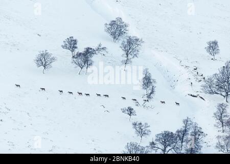 Rothirsche (Cervus elaphus) Linie von Hinden und jungen Hirschen, die über schneebedeckte Hügel, Schottland, Großbritannien laufen. Stockfoto