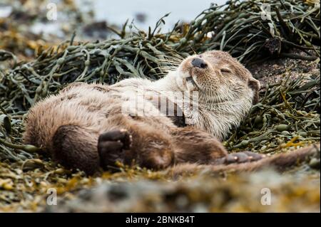 Europäischer Flussotter (Lutra lutra) Männchen, der auf Algen schläft, Shetland, Schottland, Großbritannien, Februar. Stockfoto