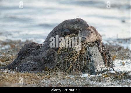 Europäische Flussotter (Lutra lutra) Familie schläft am Ufer, Shetland, Schottland, Großbritannien, Februar. Stockfoto