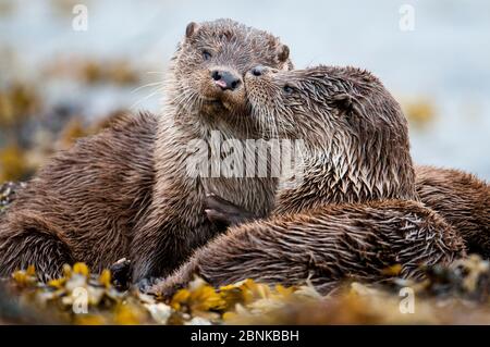 Europäischer Flussotter (Lutra lutra) Junge Pflegeleiterbruder, Shetland, Schottland, Großbritannien, Juli. Stockfoto