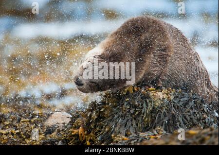 Europäischer Flussotter (Lutra lutra) Männchen, das Wasser aus dem Fell schüttelt, Shetland, Schottland, Großbritannien, Juni. Stockfoto