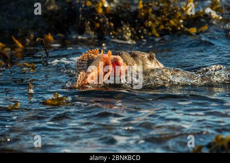 Europäische Flussotter (Lutra lutra) Weibchen, die Skorpionfische an Land bringen, Shetland, Schottland, Großbritannien, Oktober. Stockfoto