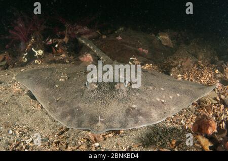 Thornback ray (Raja clavata) in A Special Area of Conservation, Loch Creran, Argyll and Bute, Schottland, Großbritannien, Dezember. Stockfoto