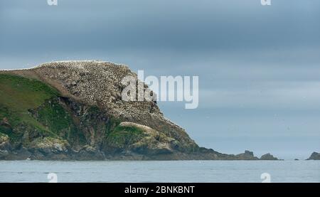 Kolonie der nördlichen Gannette (Morus bassanus) in Les Sept Iles, Perros Guirec, Bretagne, Frankreich, Juni. Stockfoto