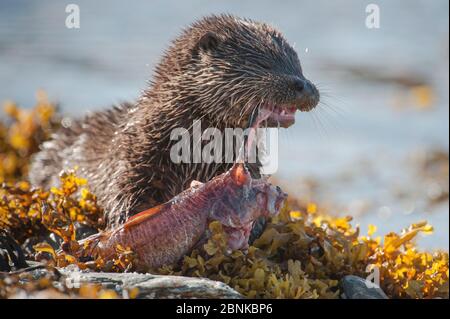 Europäischer Flussotter (Lutra lutra) fünf Monate altes Junge füttert sich an einem großen Kabeljau, der von seiner Mutter, Shetland, Schottland, Großbritannien, im Februar gebracht wurde. Stockfoto