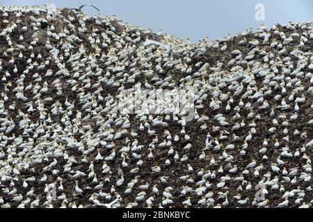 Kolonie der nördlichen Gannette (Morus bassanus), Les Sept Iles, Perros Guirec, Bretagne, Frankreich, Juni. Stockfoto