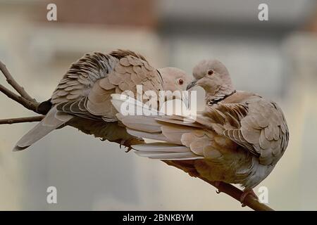 Eurasische Halstaube (Streptopelia decaocto) Paar auf Ast, Loire Atlantique, Frankreich, März Stockfoto