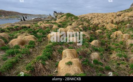 Landschaft von Vardo Naturschutzgebiet mit europäischen Shag (Phalacrocorax aristotelis) Vardo, Varenger, Norwegen, April. Stockfoto