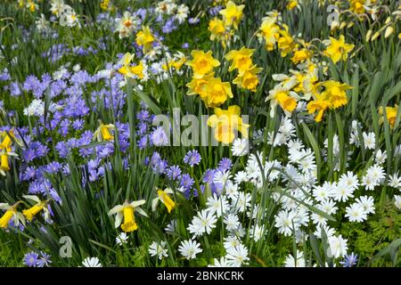 Anemone blanda weiß-blaue Blüten mit Narzissen (Narcissus sp) im Garten. Stockfoto