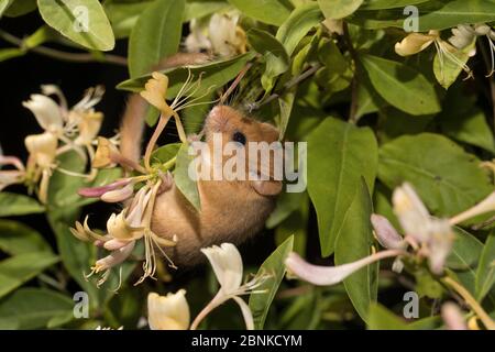 Haseldormaus (Muscardinus avellanarius), erwachsenes Männchen, kletternd auf blühendem Geißblatt, Deutschland, Juni. Stockfoto