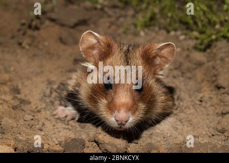 Europäischer Hamster (Cricetus cricetus), juvenil in Höhlen, gefangen. Stockfoto