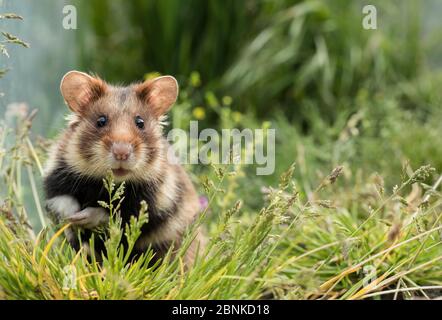 Europäischer Hamster (Cricetus cricetus) auf Wiese, gefangen. Stockfoto