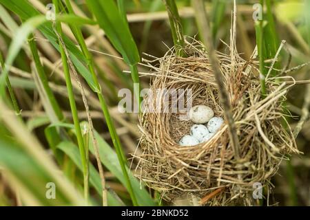 Marschwaldsänger (Acrocephalus palustris) Nest mit Eiern, einschließlich eines Kuckucksuis (Cuculus canorus) Ei, das durch den Waldwaldsänger zerstört wurde, Deutschland, Ju Stockfoto