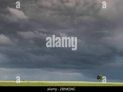 Flachsfeld (Linum usitatissimum) mit einem Baum in der Ferne unter großem Himmel mit dunklen Wolken, Guy Saint Andre, Pas De Calais, Frankreich, Juni 2016 Stockfoto