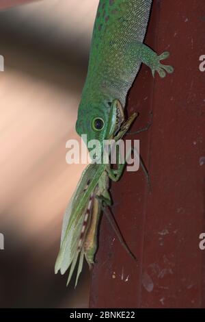 Taggecko (Phelsuma madagascariensis kochi) mit Mantis-Beute, Ankarafantsika Nationalpark, Madagaskar Stockfoto