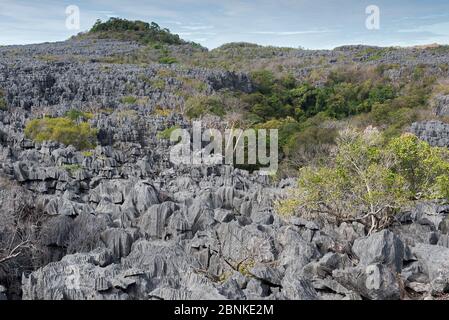 Tsingy Karst-Kalksteinformationen, Ankarana Nationalpark, Madagaskar Stockfoto