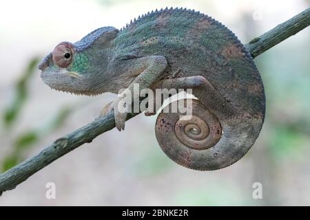 Panther Chamäleon (Furcifer pardalis) Ankarana Nationalpark, Madagaskar Stockfoto