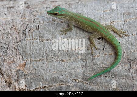 Taggecko (Phelsuma abbotti) Ankarana Nationalpark, Madagaskar Stockfoto