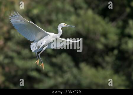 Dimorphe Reiher (Egretta dimorpha) in weißer Phase, fliegend, Ankarafantsika Nationalpark, Madagaskar Stockfoto