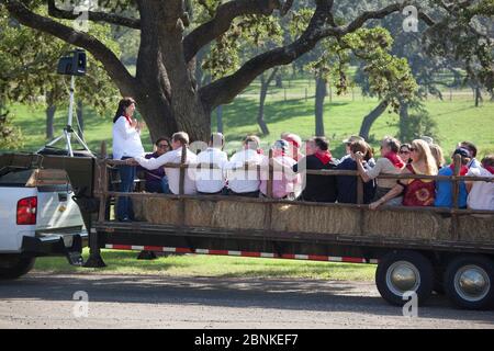 Stonewall Texas, USA, Oktober 2012: Die ehemalige erste Tochter Luci Baines Johnson Turpin (im Wagen) führt eine Heufahrt auf der LBJ Ranch. Bekannt als „Weißes Haus von Texas“, als Lyndon Baines Johnson von 1963 bis 1968 Präsident war, wurde die Ranch erst seit dem Tod seiner Witwe, Lady Bird Johnson, im Jahr 2007 für Führungen geöffnet. ©Bob Daemmrich Stockfoto